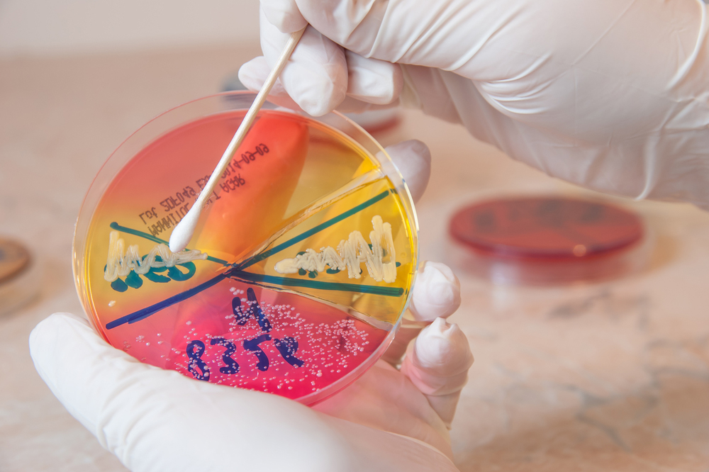staphylococcus aureus