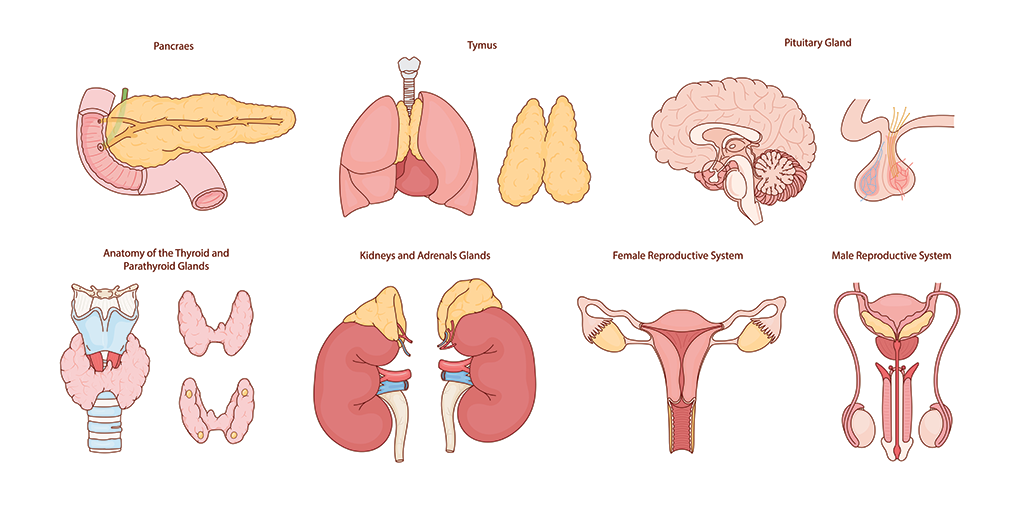 ilustrație-sistem-endocrin