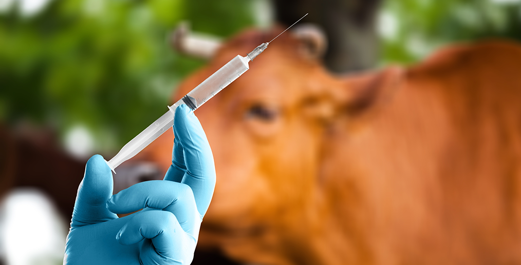 Vaccinarea animalelor domestice