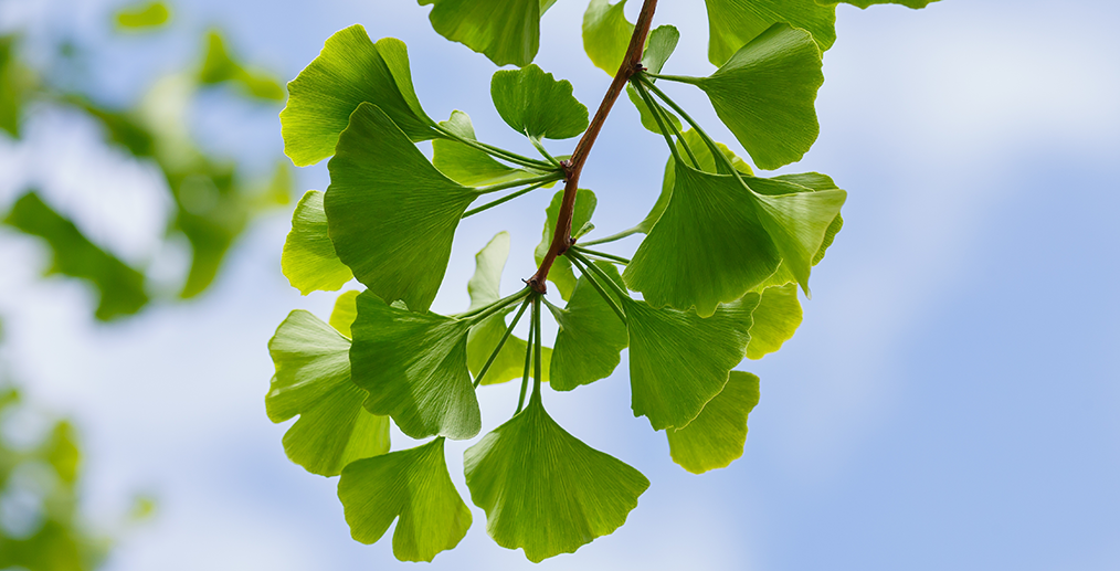 Frunze Gingko Biloba 