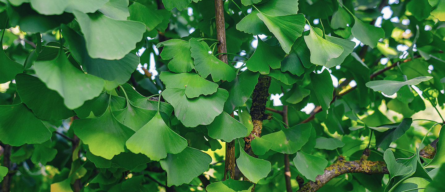 Ginkgo Biloba: beneficii, utilizări și contraindicații