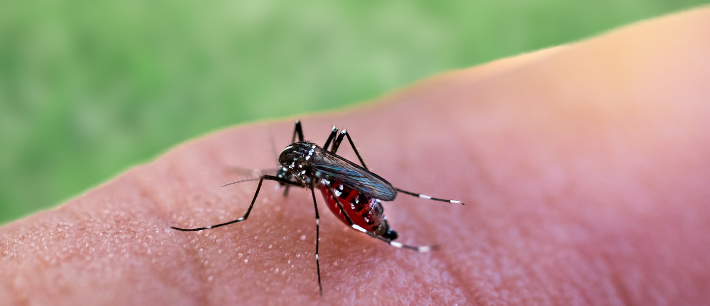 Malaria: simptome, diagnostic și tratament