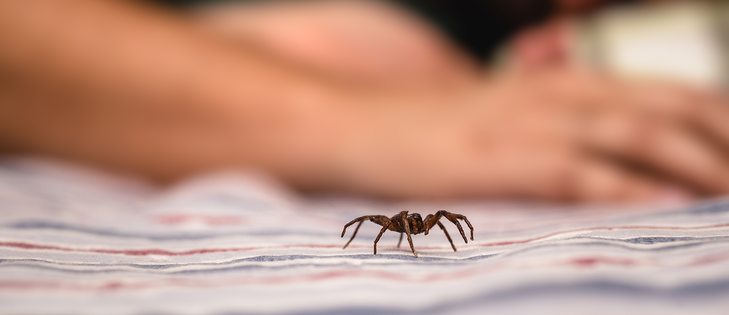 Mușcătura de păianjen: Cum o recunoști și când să mergi la doctor. Vezi poze cu mușcături de păianjen