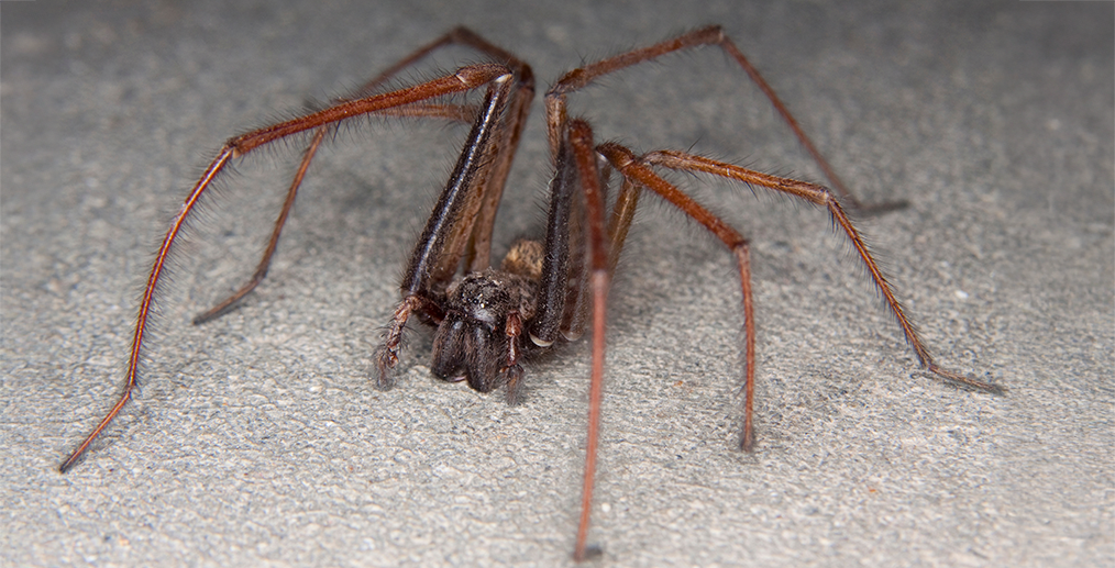 Păianjen de casă gigant