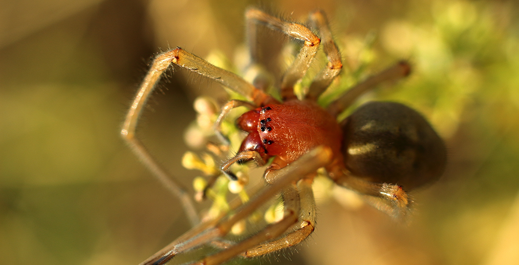Femelă de păianjen de pajiște