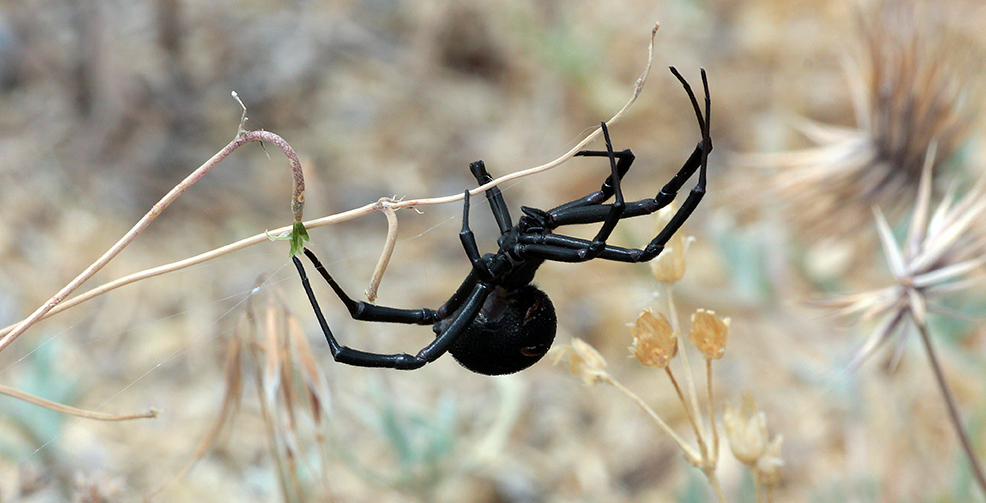 Femelă de Văduva Neagră