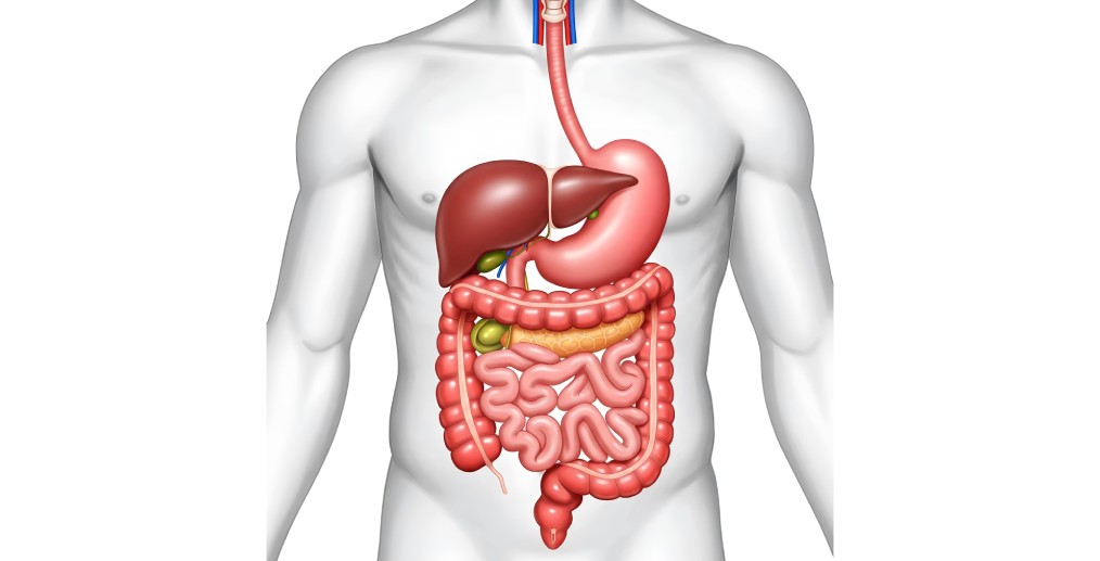 diagrama sistemul digestiv