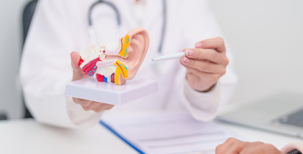 doctor explica functionarea urechii interne