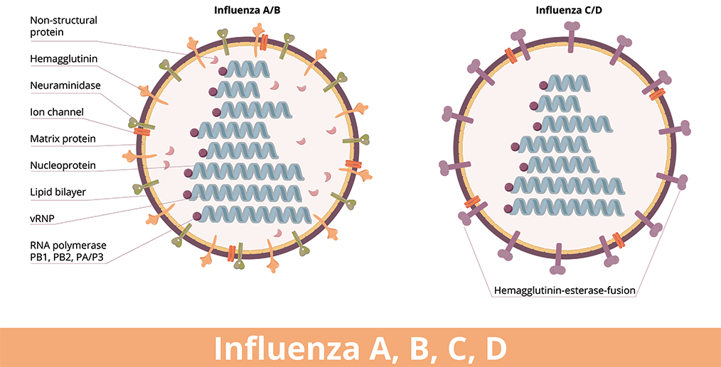 virus-gripal-tip-b